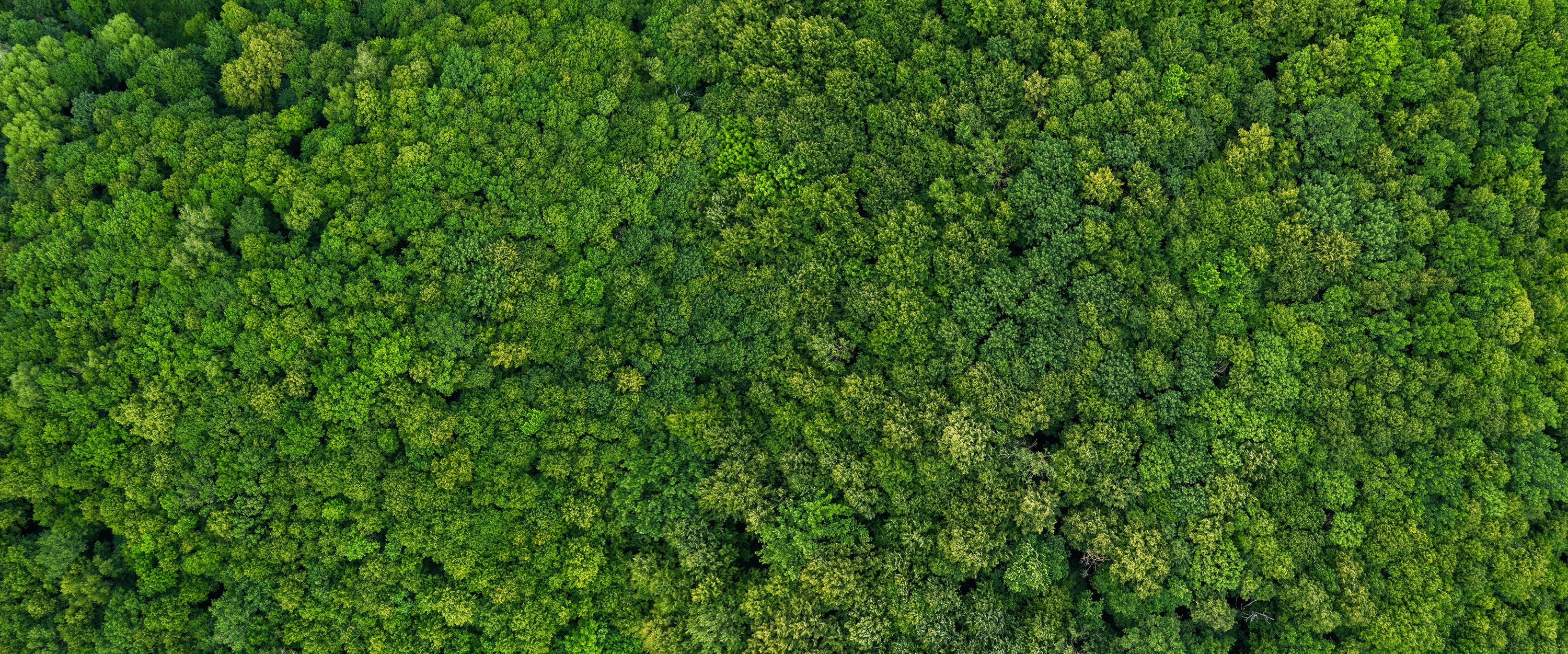 Achetez votre bois de rose brésilien dès maintenant