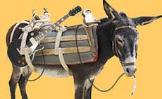 Donkey