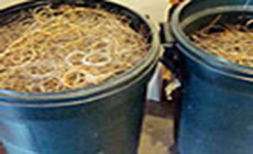 A kajillion guitar strings