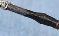 Ruban adhésif d'enlèvement couvrant les fils