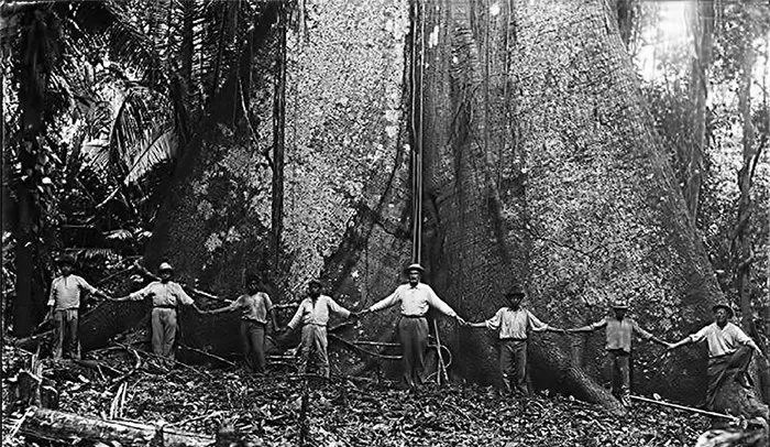 a-thetree-the-tree-the-most-notorious-tonewood-in-the-world-notorious-tonewoodthe-the-the-the-the-the-the-the-the-the-the-the-the-the-the-the-the-the-the-the-the-the-the-the-the-the-the-the-the-the-the-the-the-the-the-the-the-the-the-the-the-the-the-the-the-the-the-the-the-the-