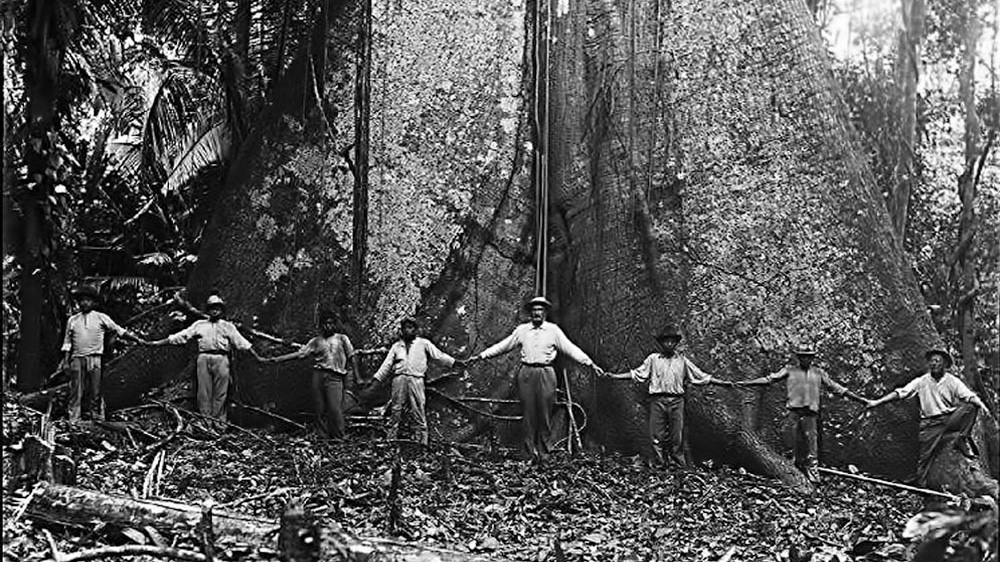 L’arbre : le bois de tonalité le plus célèbre au monde