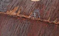 Puces de mauvaise qualité moyennes